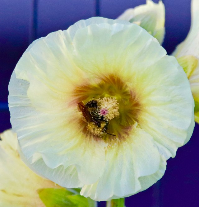 Bee in a Flower photo for sale