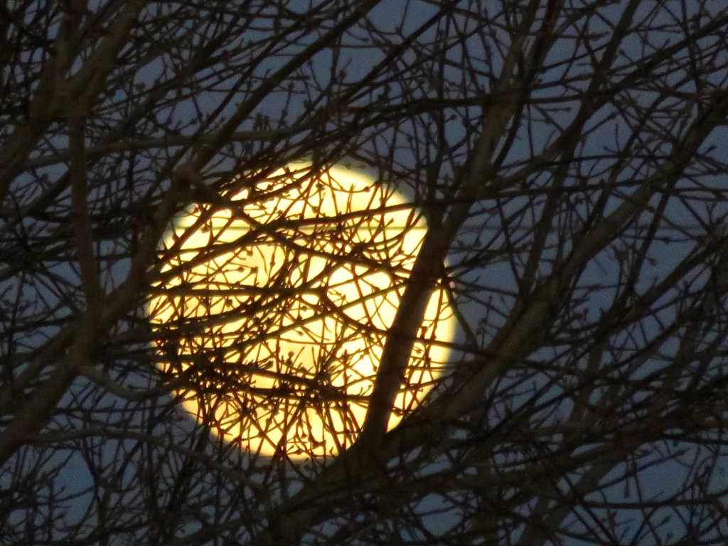 Full Moon photo for sale